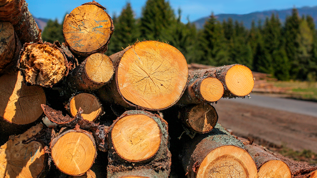 Gutes Holz wird immer mehr zur beliebten Mangelware.