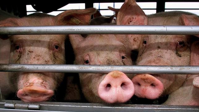 Bild: WDR/picture alliance/dpa Schweinetransport