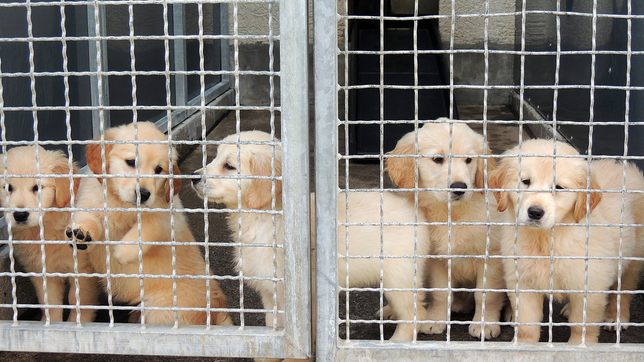 Illegale Zuchtbetriebe in Polen beliefern Europa mit zahllosen Hundewelpen.