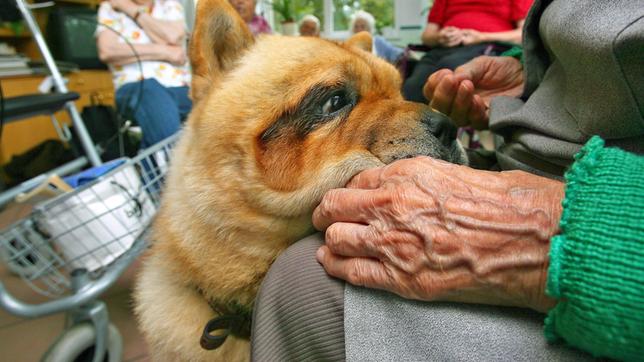 Bild: pa Therapie mit Hunden für Alzheimer-Patienten