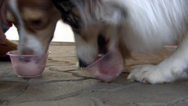 Bild: mima Eis für Hunde