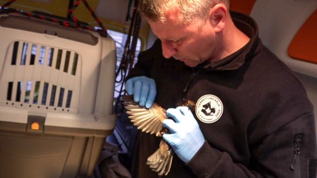 Ein ehrenamtlicher Mitarbeiter der Tierrettung Köln-Porz kümmert sich um eine entkäftete Amsel. 