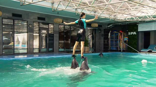 Delfine aus einem Delfinarium in Charkiw wurden in einen Pool nach Odessa evakuiert.