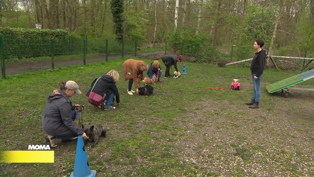 Training für Hunde und Halter