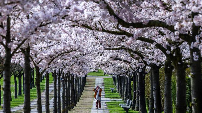 Kirschblüte in Japan