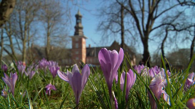 Millionen Krokusse blühen am Husumer Schloss