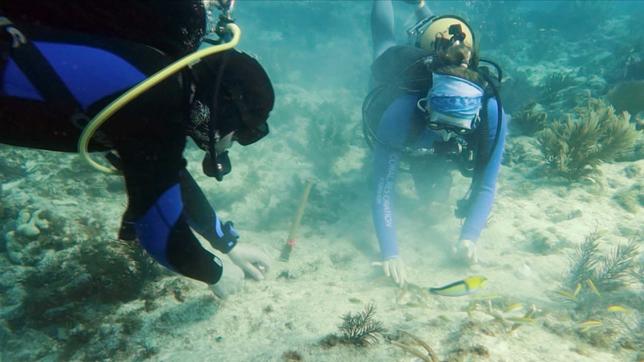 MOMA-Reporter: Der mühsame Versuch, das Florida Reef vor der völligen Zerstörung zu bewahren.