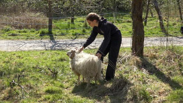 Mäh-AG: Schülerinnen und Schüler künnern sich um eine Schafsherde.