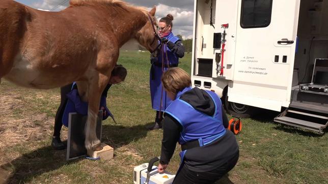 Tierärztin Alexandra Bartelt behandelt ein Pferd.