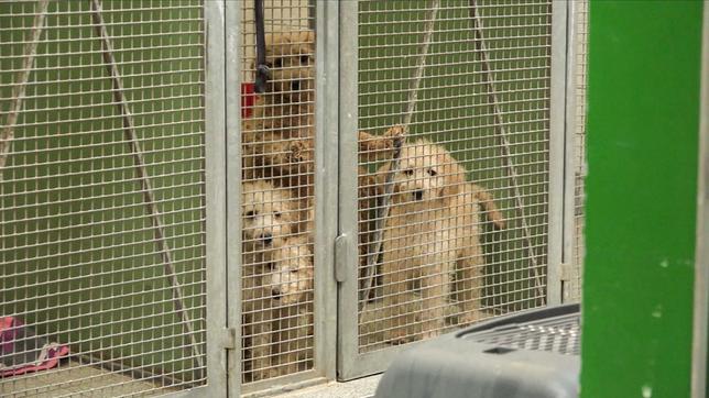 Hunde in einem Käfig im Tierheim Hamburg