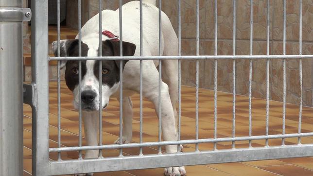 Hund im Tierheim Aachen