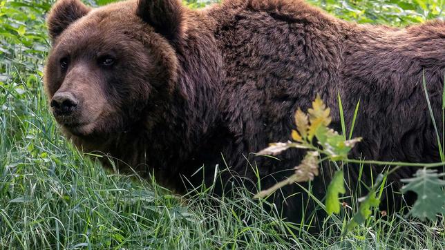 Braunbär