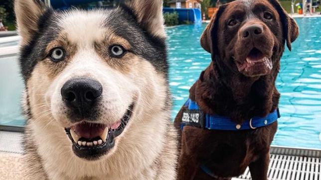 #cookiethehuskyyy ist "Petfluencer des Jahres 2022"  