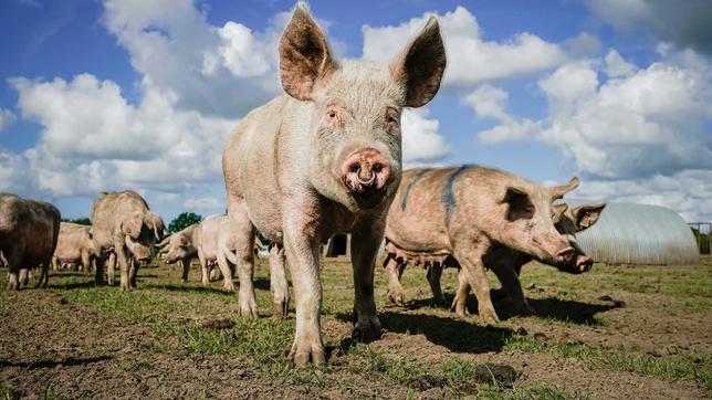 Schweine