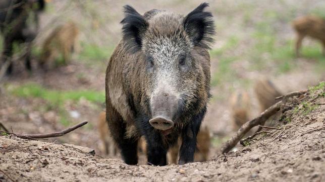 Wildschwein, Afrikanische Schweinepest