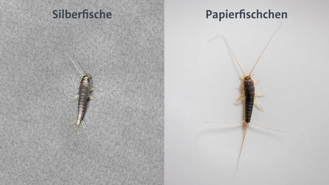 Silberfischchen und Papierfischchen