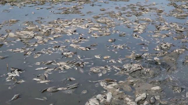 Tote Fische im Fluss Dnipro nach der Zerstörung des Kachowka-Staudamms 