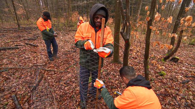 Asylbewerber bei der Arbeit im Wald: schlecht bezahlt und doch gern getan