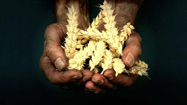 Hände halten Getreideähren, Hunger, Welthungerindex