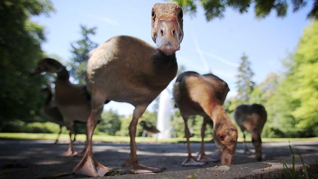 Die eingewanderte Nilgans breitet sich in Deutschland aus. 