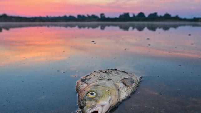 Toter Fisch in der Oder