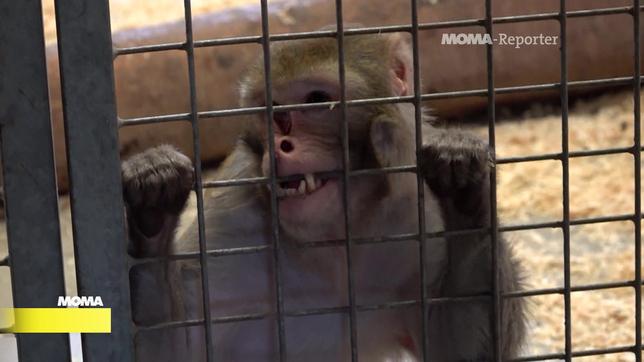 Wurde als Haustier gehalten: ein Affe im Tierschutzzentrum Weidenfeld