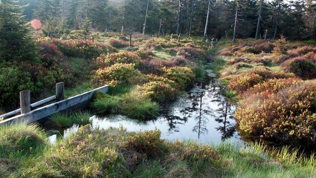 Bild: dpa Hochmoor im Oberharz