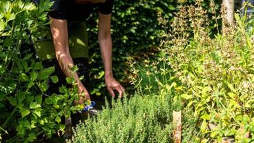 Bild: dpa Gartenkräuter ernten, Ernte, Käuter, Garten