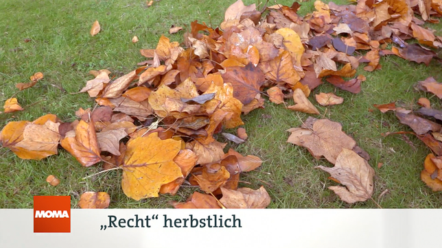 Bild: WDR Service: "Recht" herbstlich