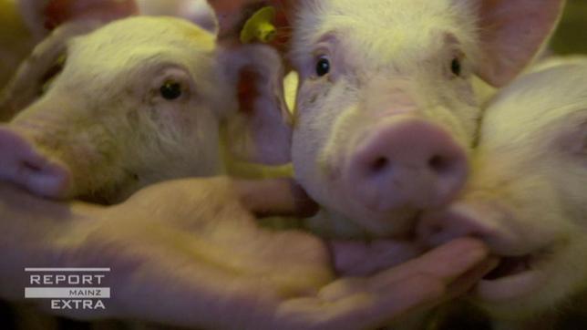 Kleine Ferkel mit viel Freiheiten und auslauf in einem Stall