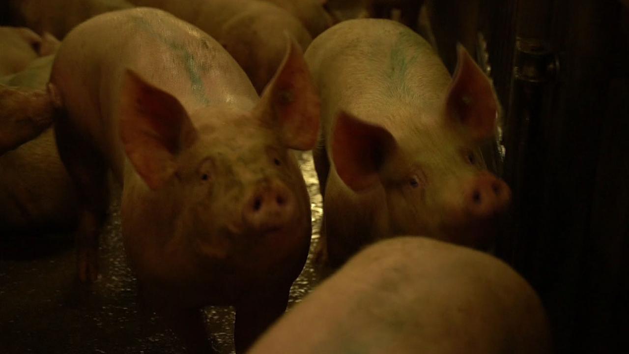 Schlachten schwein mädchen Kostenlose foto