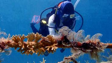 Taucherin an einer Korallenzucht