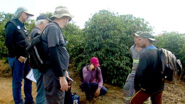 Ein Gruppe von Männern in einer Kaffeeplantage.