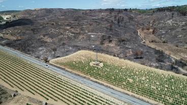 Weinstöcke umgeben von verbrannter Landschaft