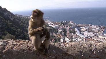 Mit 96 Prozent hat Gibraltar gegen den Brexit gestimmt.