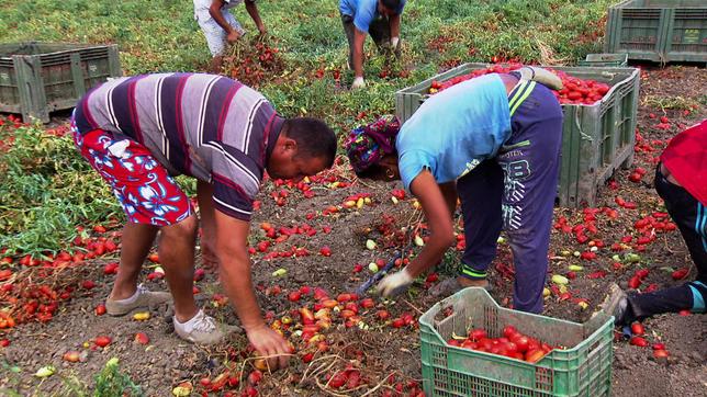 Ein Mann und eine Frau ernten Tomaten