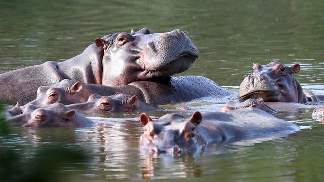 Nilpferde im Wasser.
