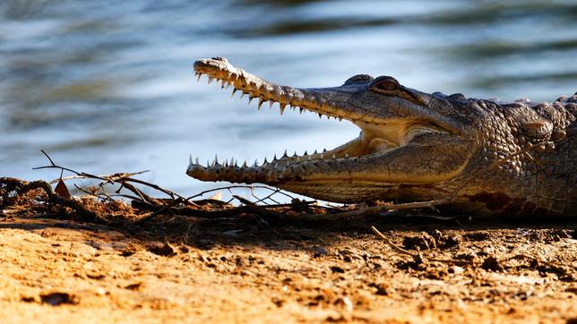 Krokodil im Wasser