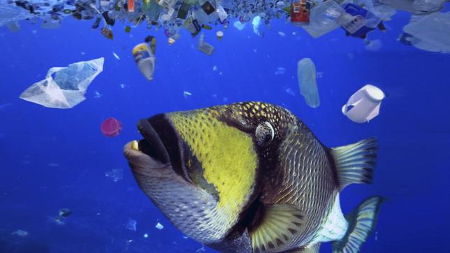Plastikmüll bedroht das Inselparadies Malediven