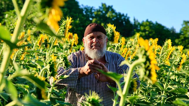 Ein älterer Mann mit grauem Bart in einem Sonnenblumenfeld