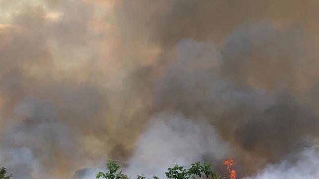 Rauch und Feuer bei einem Buschbrand