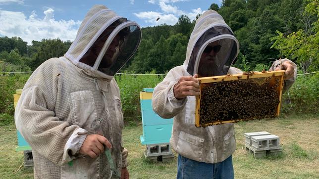 Zwei Männer betrachten Honigwaben eines Bienenstocks.