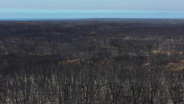 Bild: SWR Verbrannte Wälder