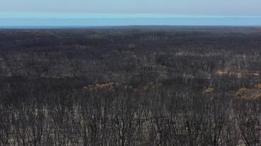 Verbrannte Wälder