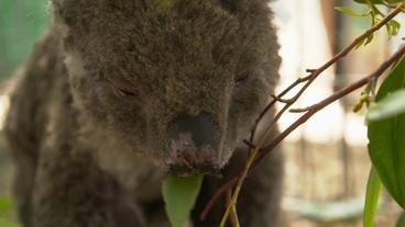 Koala mit Verbrennung an der Nase