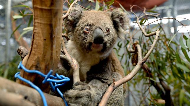 Koala-Weibchen, das einen Buschbrand mit leichten Verletzungen überlebt hat