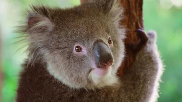 Koala an Baumstamm 