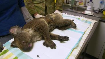 Koala liegt auf Tisch zur medizinischen Untersuchung 