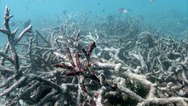 Australien: Korallen-Bleiche: Grund sei die Klimaerwärmung, sagen Forscher.