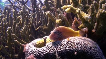 Australien: Noch könne das Riff gerettet werden, so Wissenschaftler, man müsse es nur wollen.